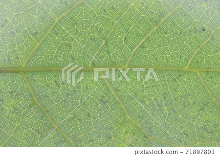 Leaves and veins of pomegranate Leaves and veins of pomegranate 71897801