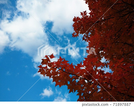 Blue sky and autumn leaves Blue sky and autumn leaves 71897887