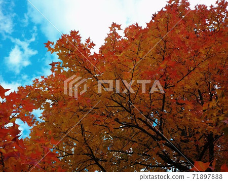 Autumn leaves and sky Autumn leaves and sky 71897888