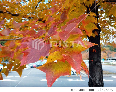 Maple Tree Maple Tree 71897889