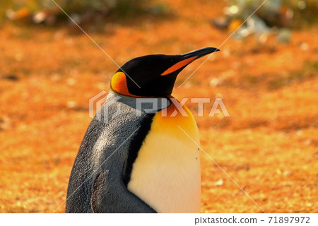 King penguin standing on yellow grassland King penguin standing on yellow grassland 71897972