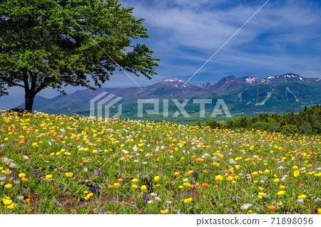 To木縣那須町那須花卉世界的春天風景 照片素材 圖片 圖庫