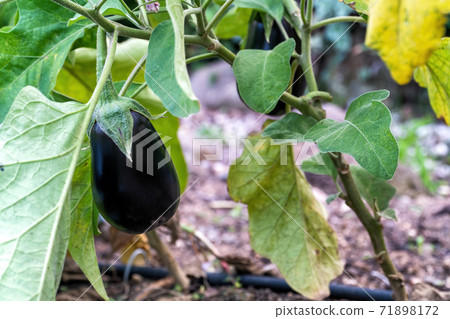 Black eggplants growing on the green bush. Black eggplants growing on the green bush. 71898172