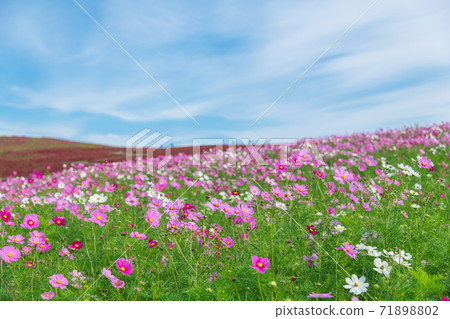 [Kokia and Cosmos overlooking Miharashinooka] 71898802