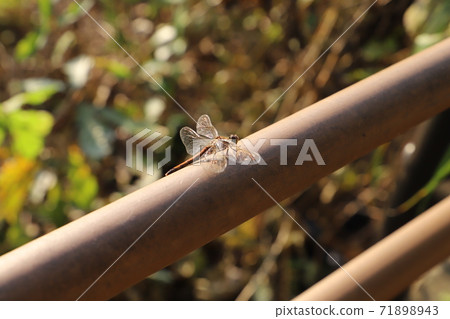 Sympetrum frequens resting on an iron pipe 71898943