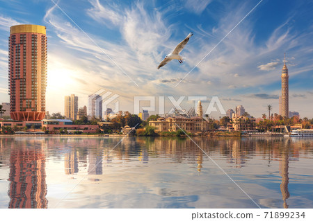 Seagull flies by Cairo downtown, TV Tower and fashionable hotels in the harbour of the Nile, Egypt 71899234