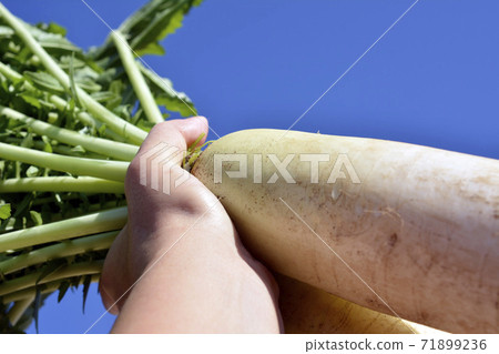 Harvest, vegetable garden, radish, leaves can all be eaten, blue sky, hand with radish, joy 71899236
