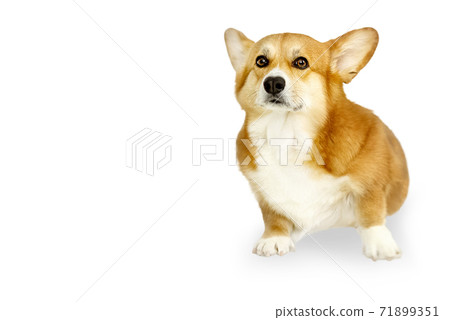 Cute Welsh corgi pembroke dog sits isolated on white Cute Welsh corgi pembroke dog sits isolated on white 71899351
