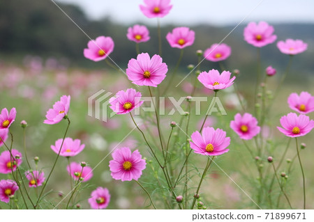 Autumn cherry blossoms blooming along the river 71899671