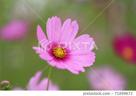 單花，秋天的櫻花 71899672