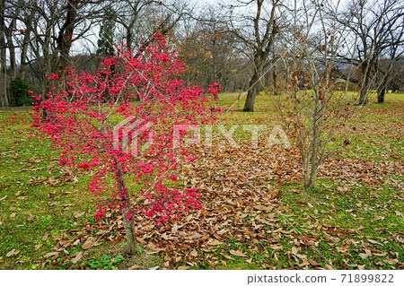 Mayumi in early winter 71899822