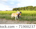 Rural landscape with two smiling dogs 71900237