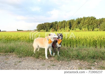 Rural landscape with two smiling dogs 71900237