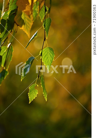 Autumn. Beautiful colorful leaves on trees in autumn time. Natural seasonal color background. 71900363