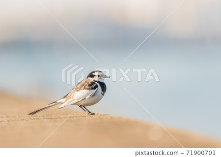 Wagtail Wagtail 71900701