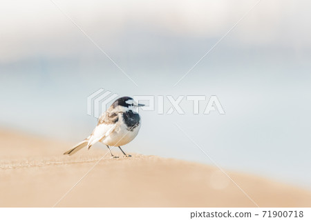Wagtail Wagtail 71900718