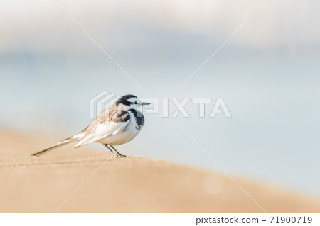 Wagtail Wagtail 71900719