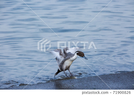 Pintail 71900826