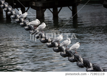seagull seagull 71901119