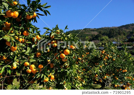 和歌山縣有田縣有田市三田田野有田河町 71901295