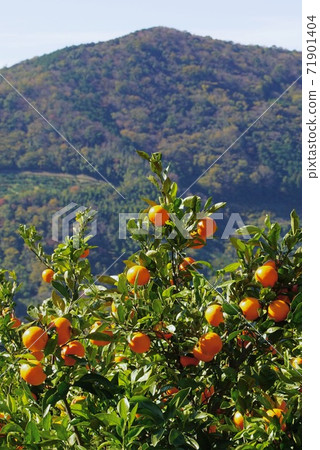 Arita mandarin field, Aridagawa-cho, Arida-gun, Wakayama Prefecture Arita mandarin field, Aridagawa-cho, Arida-gun, Wakayama Prefecture 71901404