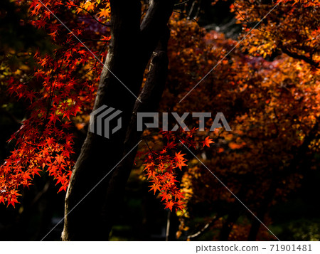 Colored maple maple November Colored maple maple November 71901481