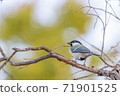 A bird 71901525