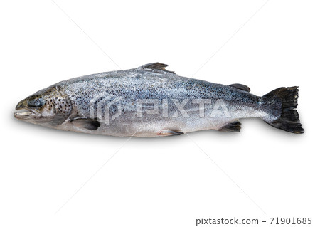 Whole raw unpeeled salmon isolated on white Whole raw unpeeled salmon isolated on white 71901685