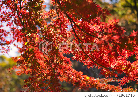 Autumn background material autumn leaves Autumn background material autumn leaves 71901719