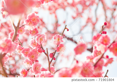 盛開的紅色綻放 盛開的紅色綻放 71901804