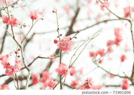復古紅梅 復古紅梅 71901806