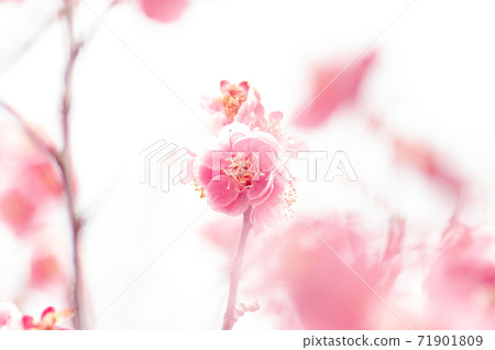 蓬鬆的紅梅 蓬鬆的紅梅 71901809