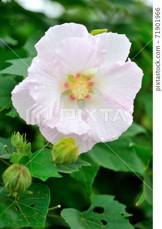 Kinchakuda in autumn, cloudy sky after rain, pink Confederate rose blooms in weak light Kinchakuda in autumn, cloudy sky after rain, pink Confederate rose blooms in weak light 71901966