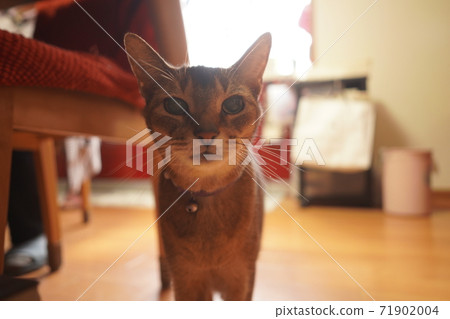 一隻貓 一隻貓 71902004