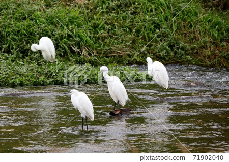 候鳥:水邊鳥:冬季鳥:群:科加莫:天河 候鳥:水邊鳥:冬季鳥:群:科加莫:天河 71902040