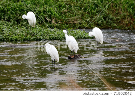 候鳥:水邊鳥:冬季鳥:群:科加莫:天河 候鳥:水邊鳥:冬季鳥:群:科加莫:天河 71902042