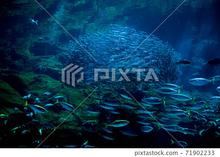 Aquarium is fun Aquarium is fun 71902233