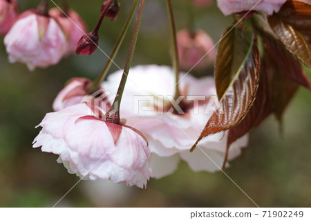 Double cherry blossoms blooming in the face Double cherry blossoms blooming in the face 71902249