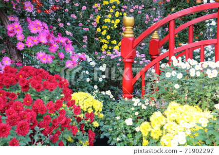 Kameido Tenjin Chrysanthemum Festival 71902297