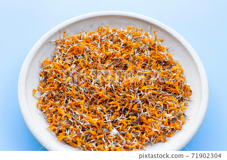 Dried marigold flower petals on blue background 71902304