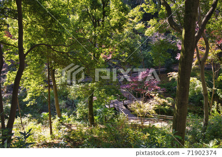 東京町田市秋天Serigaya公園 東京町田市秋天Serigaya公園 71902374