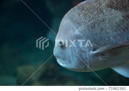 水族館很有趣 水族館很有趣 71902381