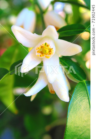 Landscape with yuzu flowers Landscape with yuzu flowers 71902445