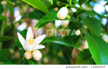 Landscape with yuzu flowers 71902447