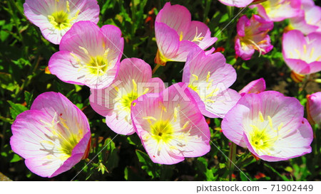 Flower of Hill Zakikimi 71902449