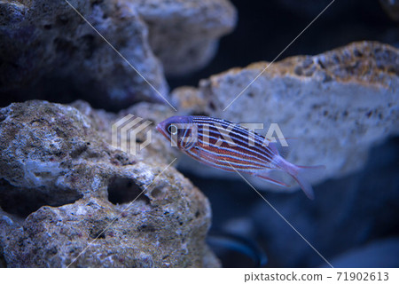 Aquarium is fun 71902613