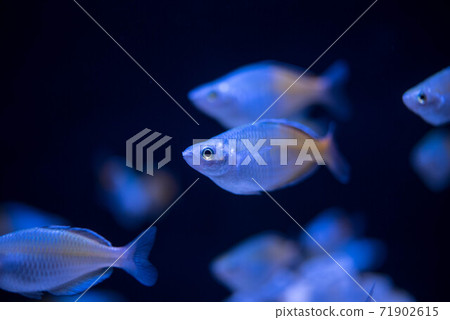 Aquarium is fun 71902615