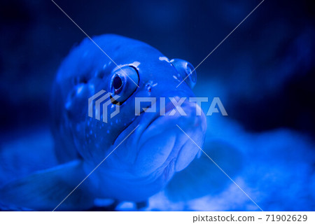 水族館很有趣 71902629