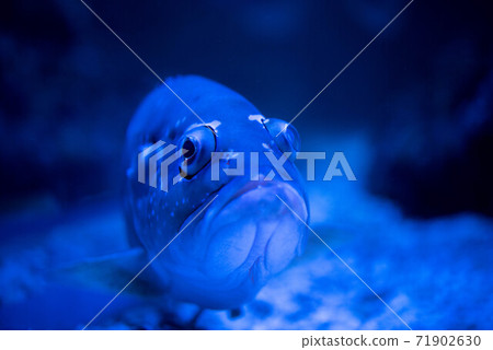 Aquarium is fun Aquarium is fun 71902630
