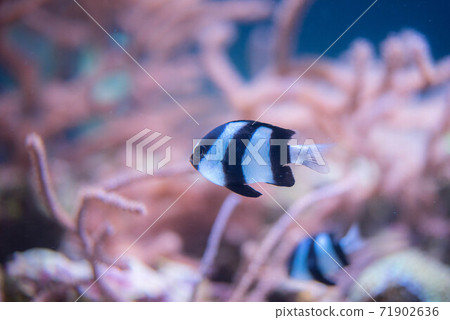 水族館很有趣 水族館很有趣 71902636